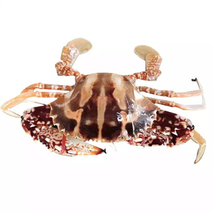 5-6两/只红花蟹鲜活 北京闪送 应季飞蟹满肉公母海螃蟹海鲜