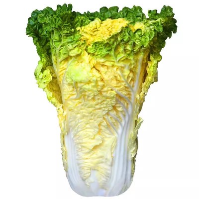 四季播种38天新快菜大白菜种子