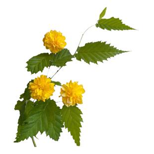 重瓣棣棠花苗盆栽庭院室外耐荫爬藤植物隶棠南北耐热藤蔓攀援花卉