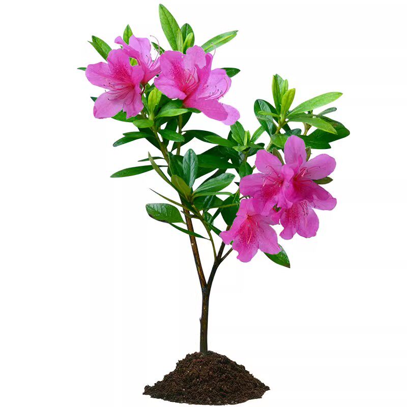 毛杜鹃花庭院四季常青绿化风景球