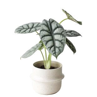 白犀牛海芋黑天鹅网红观叶植物盆栽室内客厅办公室好养活净化空气