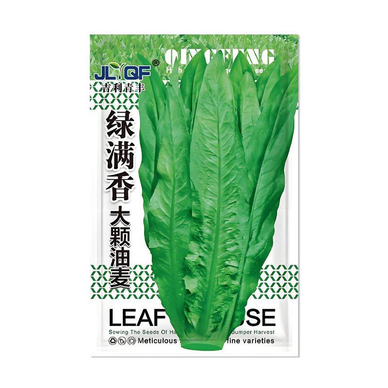 吉利青丰绿满香大颗油麦菜种子