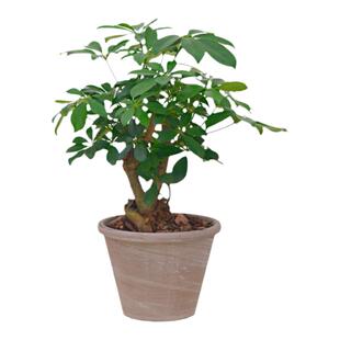 PHYSIS绿洲系列」老桩鸭脚木鹅掌柴桌面盆栽绿植懒人福音超好养