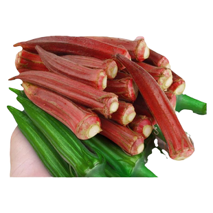 黄秋葵苗盆栽家庭阳台水果蔬菜种植四季绿植物菜种子孑籽秧苗大全