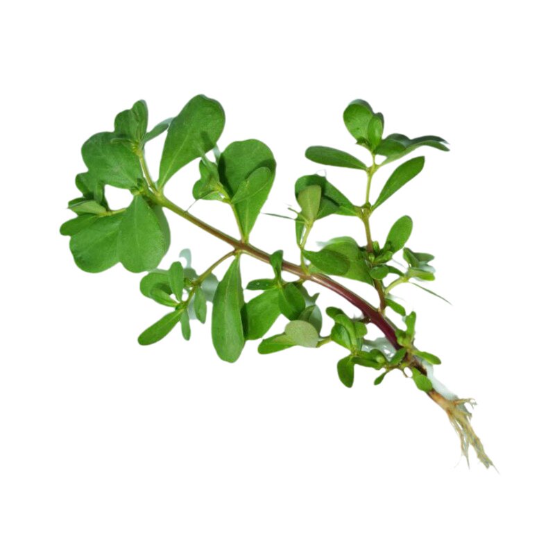 新鲜马齿苋现货长命草马齿笕野菜鲜嫩麻子菜五行草蔬菜马蜂菜包邮