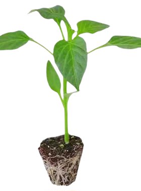 樟树港辣椒苗秧苗南方种蔬菜苗子