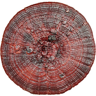 一米以上特大灵芝摆件观赏盆景赤灵芝中国千年巨型半野生灵芝整枝