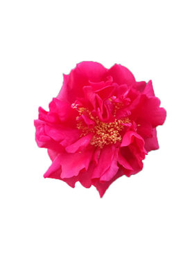 重瓣四季新品种复色山茶花