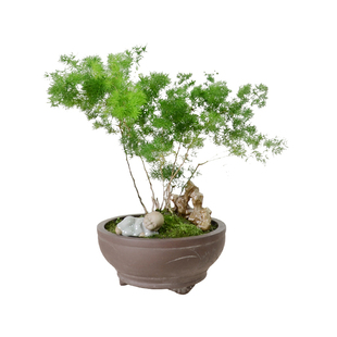 金叶子蓬莱松盆栽盆景办公室内外阳台四季常绿植物耐寒花卉除甲醛