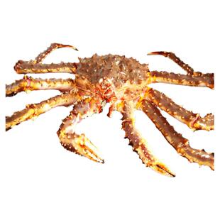 【全国多仓发货】鲜活帝王蟹海鲜特超大10斤皇帝长脚鳕俄罗斯螃蟹