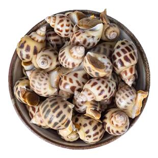 花螺新鲜海螺特大号海鲜水产鲜活冷冻东风螺特大花螺贝类捞汁商用