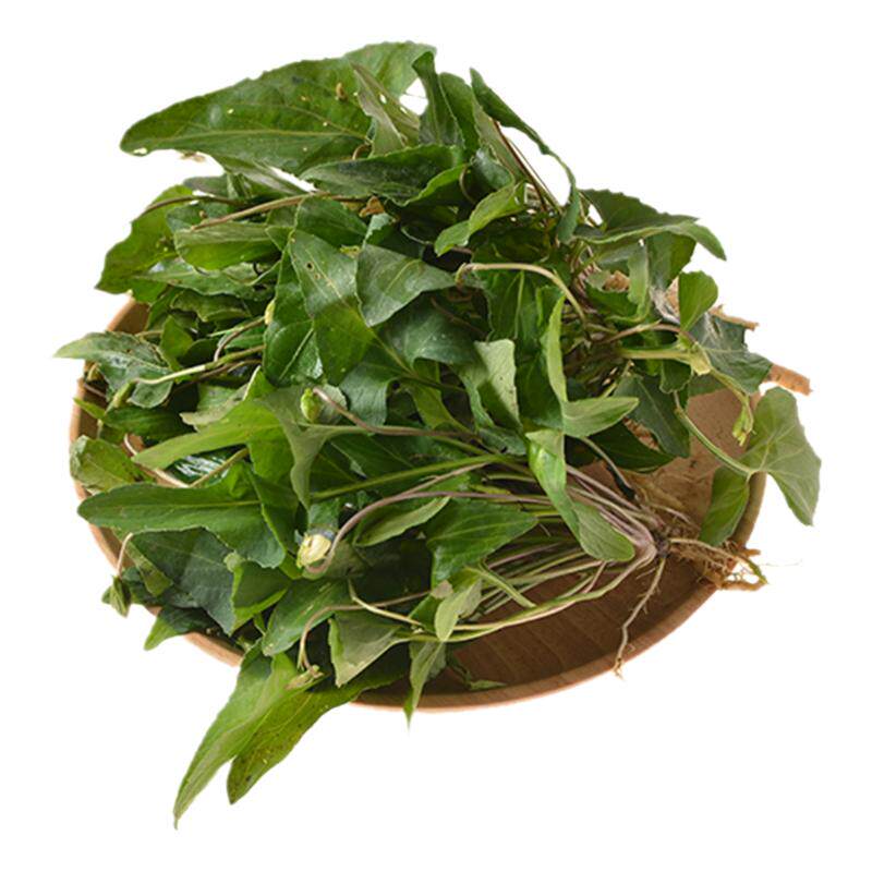 新鲜现采犁头草紫花地丁