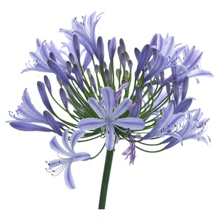 海蒂的花园百子莲花卉盆栽苗多年生草本花卉耐热好养阳台庭院植物