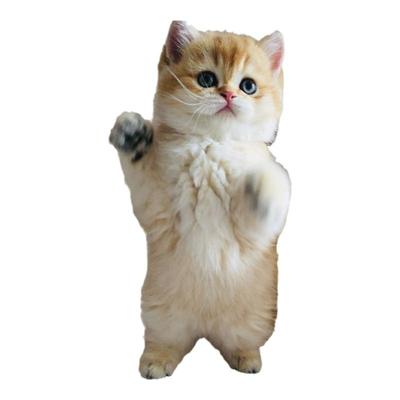 猫咪英短猫金渐层纯种小猫幼崽