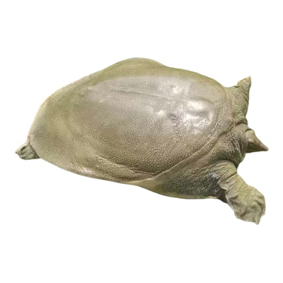 鲜活10年老鳖大甲鱼滋补