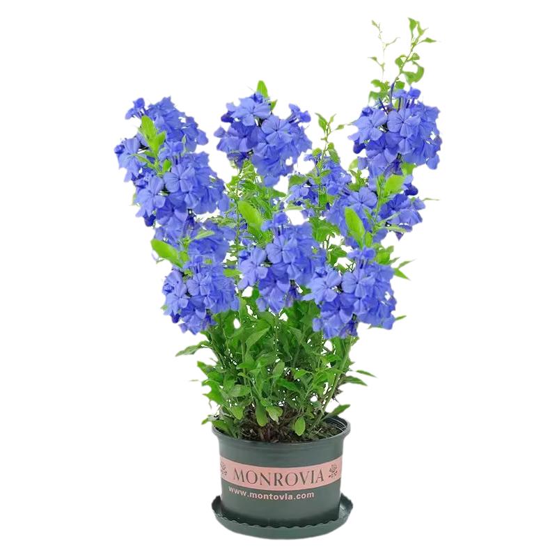 蓝雪花阳台爬藤多季开花