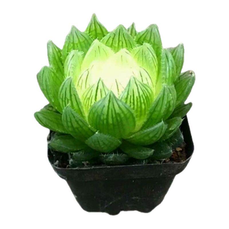宝莲灯玉露锦彩色多肉植物稀有罕见大颗室内阳台绿植盆栽防辐射花