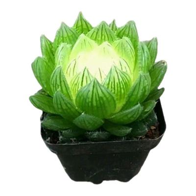 宝莲灯玉露锦彩色多肉植物稀有罕见大颗室内阳台绿植盆栽防辐射花