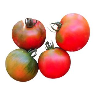 京研辣椒种子朝天椒牛角椒螺丝椒泡椒柿子椒农科院易种蔬菜种籽孑