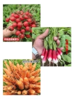 Семена вишневого редьки 3G+фруктовые фрукты семяны редьки 5G+мини -фруктовые семена морковки 200 капсул