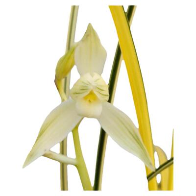 云南莲瓣客厅兰花瑞雪叶花双艺多艺国兰基地直销精品绿植盆栽包邮