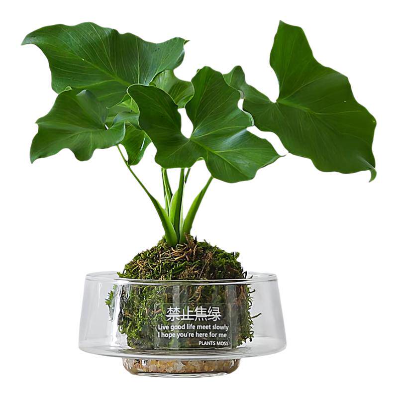玻璃花瓶水养苔藓球发财树花盆