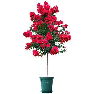 红花紫薇苗美国红火箭盆栽庭院大型老桩耐寒风景树丛生紫薇花树苗