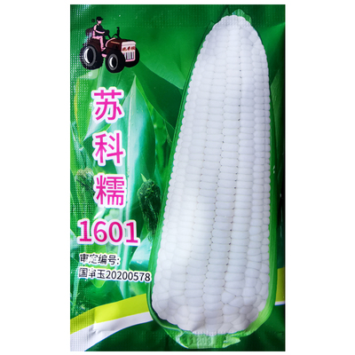 香甜软糯白玉米种子国审玉米粘