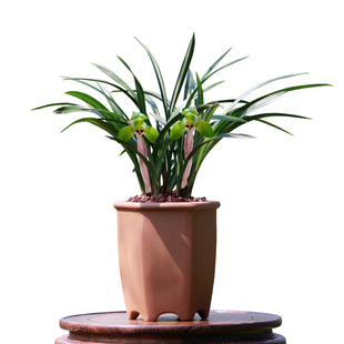 翁源兰花喜花里老种春兰帝王荷开花浓香型好易养室内绿植花卉盆栽