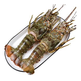 生冻小青龙龙虾新鲜冷冻海捕小青龙大花龙澳龙大龙虾春节龙虾礼盒