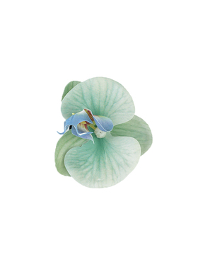 小清新蝴蝶兰花朵发夹夏季侧边夹