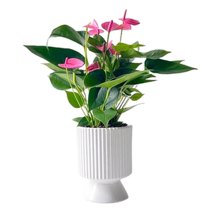 粉掌盆栽水培植物室内好养绿植水养花卉四季常青红掌鲜花一帆风顺