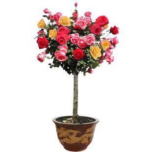 树桩月季棒棒糖花苗大花庭院阳台花卉多花玫瑰盆栽带花树状植物苗