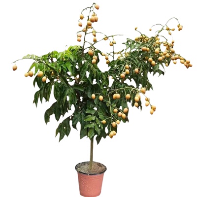 黑皮鸡心黄皮果嫁接黑黄皮特大