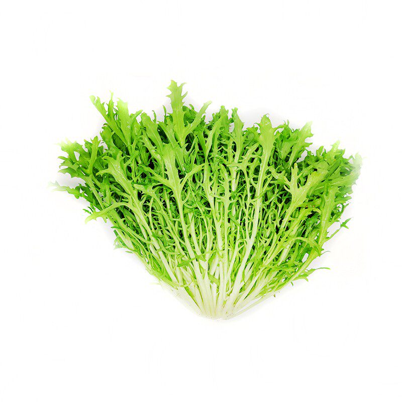 新鲜苦菊苦叶苦苣苦菜生菜沙拉菜