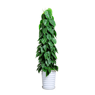 青苹果心叶藤办公室室内客厅绿植大盆栽花卉净化空气除甲醛尼古丁