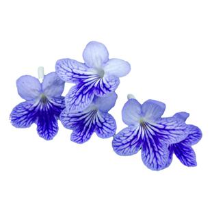 苦苣苔进口堇兰:帝伯利(小株型)室内耐阴多季节开花多年生草本