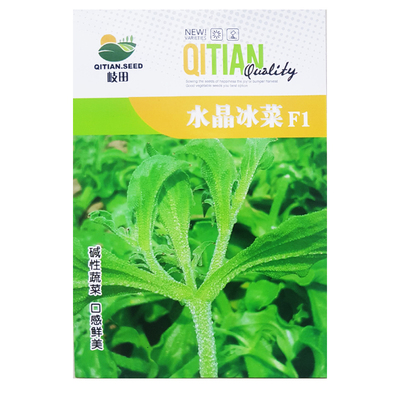 水晶冰菜种籽四季阳台冰草苗