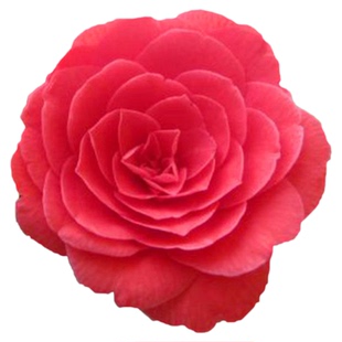 茶梅盆栽庭院耐寒植物四季常青庭院园林花坛绿化树苗多年生好养