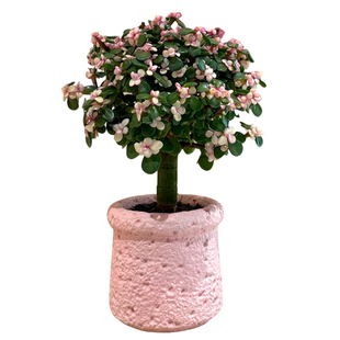 棒棒糖老桩金枝玉叶盆栽办公室桌面耐旱绿植懒人好养易活多肉植物