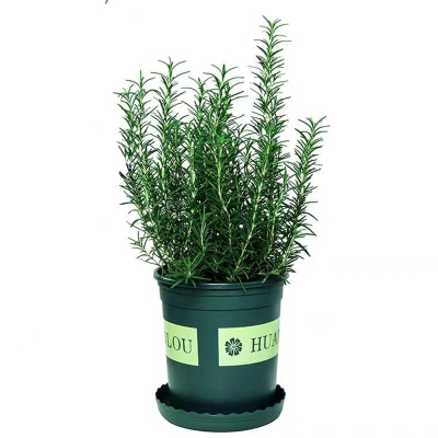 精品迷迭香盆栽可食用新鲜大株百里香牛排用烘培蛋糕装饰香草驱蚊