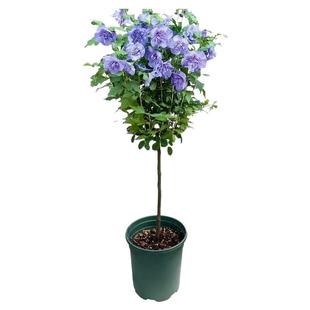 耐寒耐热木槿花树苗重瓣大花棒棒糖苗木可食用木槿树苗庭院风景树