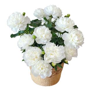 芍药花苗带芽重瓣大苗鲜花四季花卉阳台庭院室内种根盆栽耐寒植物