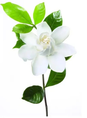 栀子花大小叶栀子花庭院芳香气味