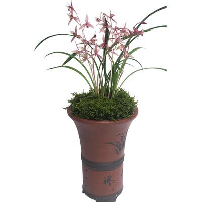 建兰市长红矮种办公室带盆栽好