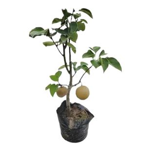 秋月梨树果苗正宗嫁接苗翠冠梨活苗庭院地栽果树苗南北方盆栽种植