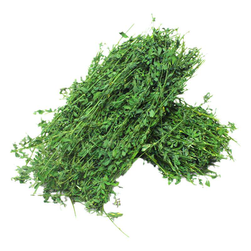种子紫花苜蓿加拿大进口牧草