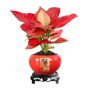 吉利红盆栽如意皇后万年红室内好养客厅招财发财树过新年花卉绿植