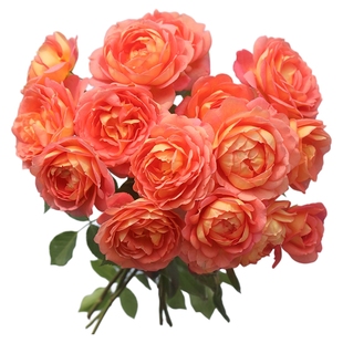 海蒂的花园夏洛特夫人英国奥斯汀藤本月季露台庭院花卉植物盆栽苗