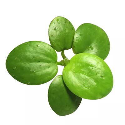 圆心萍浮萍水草鱼缸造景专用鱼池水生水培植物装饰摆件净水真草